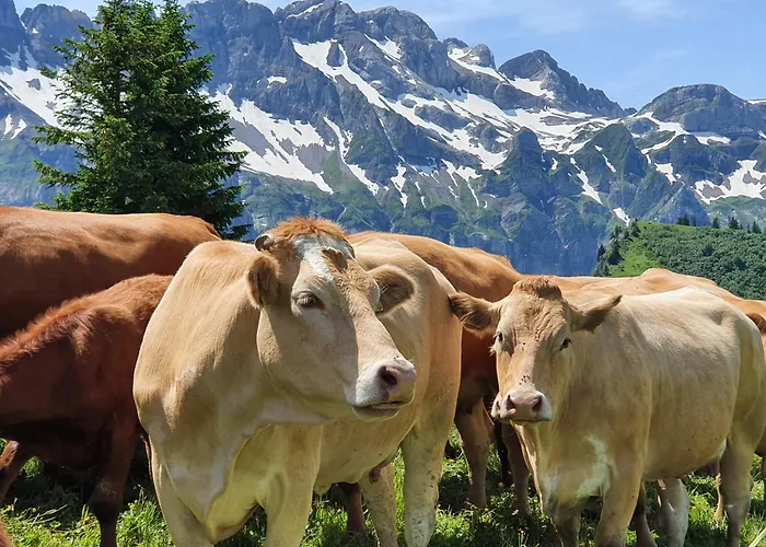 Les Rhodos 1 Apartment Les Crosets